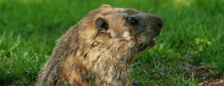 groundhog day play groundhog day play 28 images groundhog egg craft play groundhog day play groundhog day play 28 images groundhog egg craft play